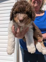 Otto, a male Aussiedoodle for sale in Boyne Falls, MI – 3 of 6