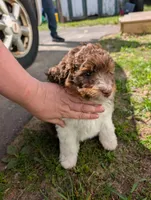Otto, a male Aussiedoodle for sale in Boyne Falls, MI – 4 of 6