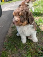 Otto, a male Aussiedoodle for sale in Boyne Falls, MI – 6 of 6