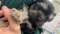 Baxter, a male Maltese for sale in San Jose, CA – 5 of 6