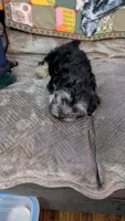 Baxter, a male Maltese for sale in San Jose, CA – 1 of 6