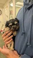 Baxter, a male Maltese for sale in San Jose, CA – 3 of 6