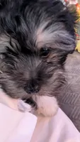 Baxter, a male Maltese for sale in San Jose, CA – 2 of 6