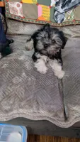 Baxter, a male Maltese for sale in San Jose, CA – 4 of 6
