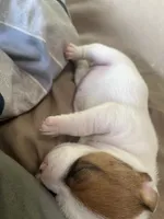 Lady-Paws , a female Jack Russell Terrier for sale in Chicopee, MA – 8 of 8