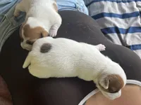Lady-Paws , a female Jack Russell Terrier for sale in Chicopee, MA – 6 of 8