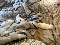 Lady-Paws , a female Jack Russell Terrier for sale in Chicopee, MA – 3 of 8