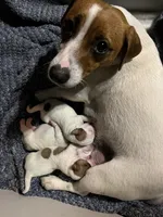 Lady-Paws , a female Jack Russell Terrier for sale in Chicopee, MA – 2 of 8
