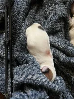 Lady-Paws , a female Jack Russell Terrier for sale in Chicopee, MA – 5 of 8