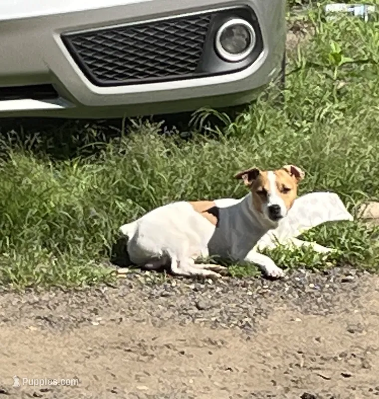 Lady-Paws  – Jack Russell Terrier puppy for sale in Chicopee, MA