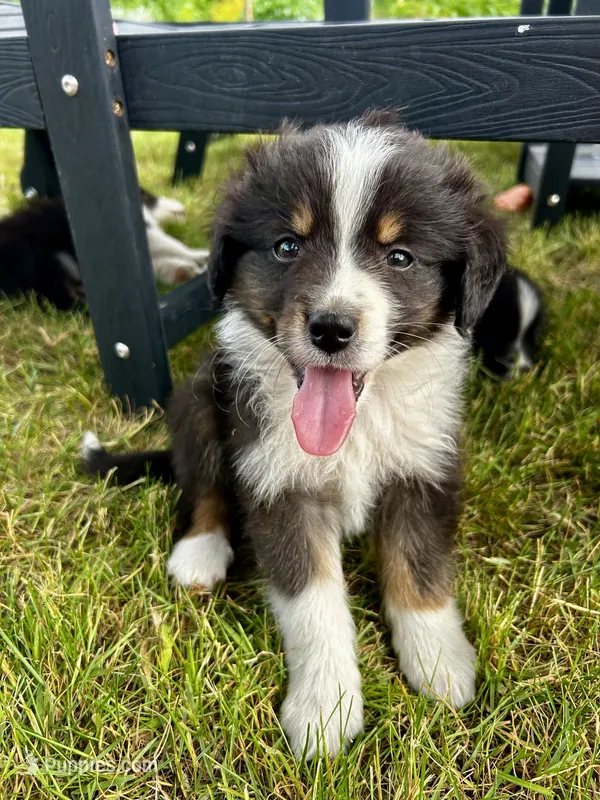 Tater – Australian Shepherd puppy for sale in Motley, MN