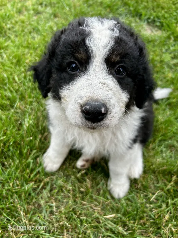 Walnut – Australian Shepherd, Maremma Sheepdog puppy for sale in Motley, MN