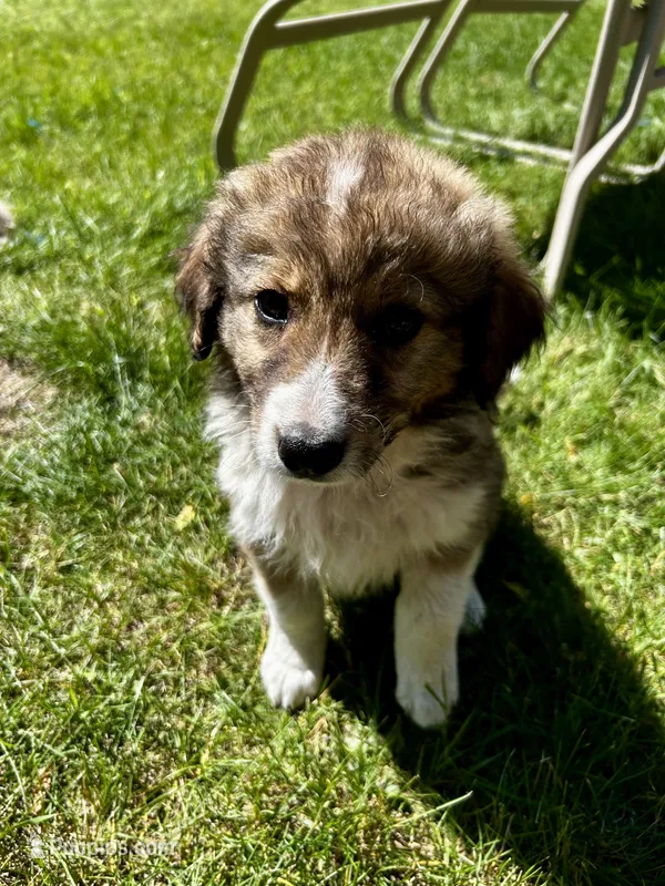 Peach – Australian Shepherd, Maremma Sheepdog puppy for sale in Motley, MN