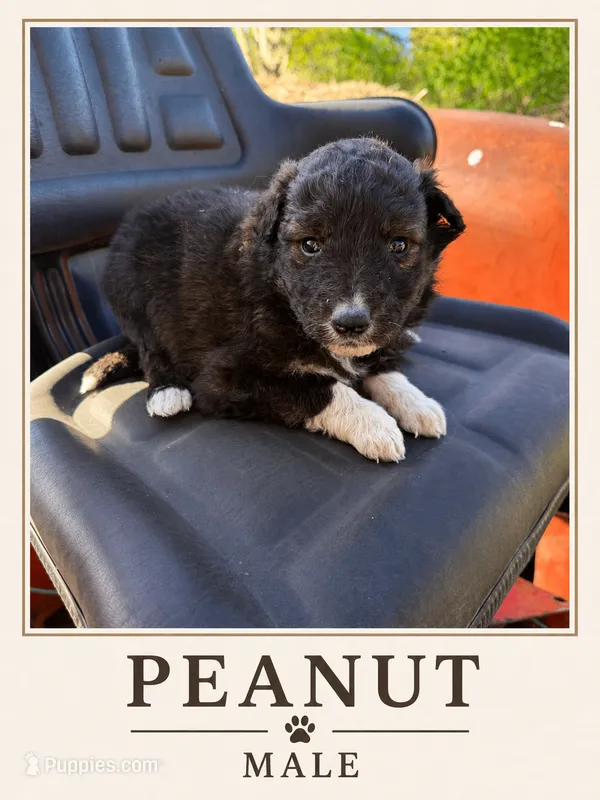 Peanut – Australian Shepherd, Maremma Sheepdog puppy for sale in Motley, MN