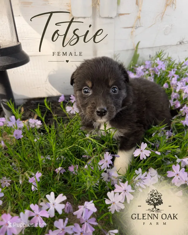 Totsie  – Australian Shepherd puppy for sale in Motley, MN