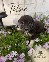 Totsie , a female Australian Shepherd for sale in Motley, MN – 1 of 1