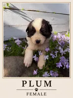Plum, a female Australian Shepherd and Maremma Sheepdog for sale in Motley, MN – 1 of 1