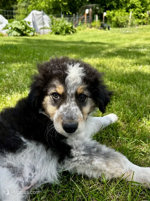 Almond  – Australian Shepherd, Maremma Sheepdog puppy for sale in Motley, MN
