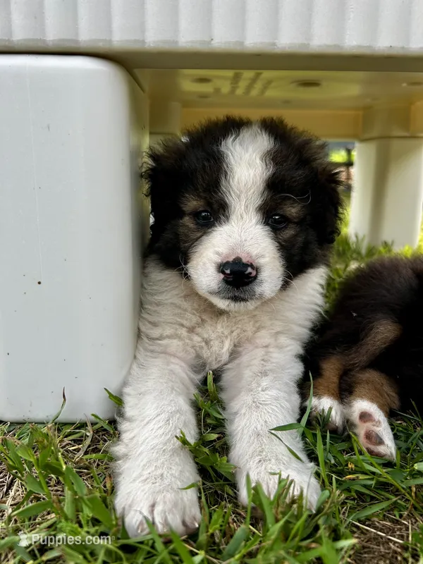 Clementine – Australian Shepherd, Maremma Sheepdog puppy for sale in Motley, MN