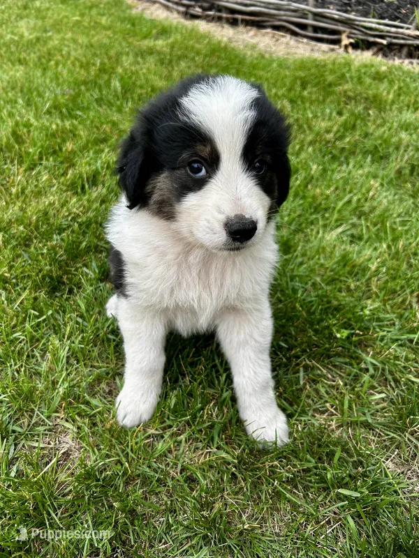 Plum – Australian Shepherd, Maremma Sheepdog puppy for sale in Motley, MN