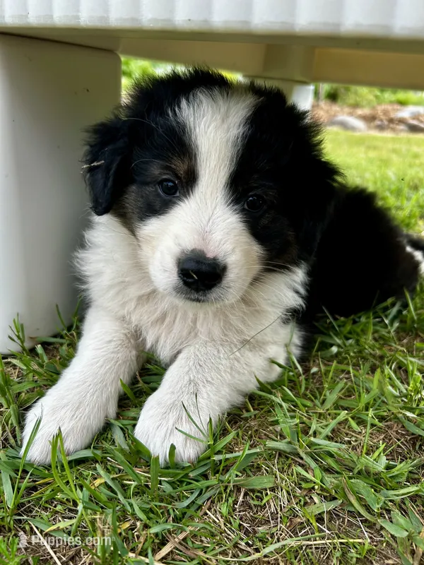 Tot – Australian Shepherd puppy for sale in Motley, MN