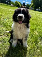 Pistachio, a male Australian Shepherd and Maremma Sheepdog for sale in Motley, MN – 2 of 3