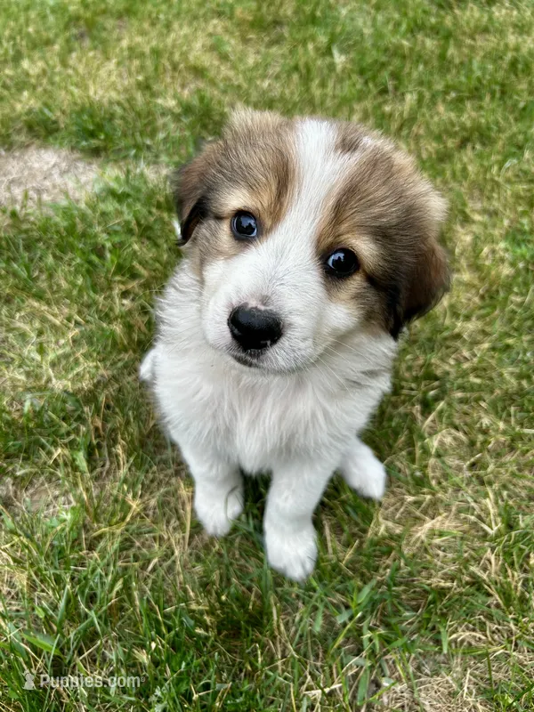 Kiwi – Australian Shepherd, Maremma Sheepdog puppy for sale in Motley, MN
