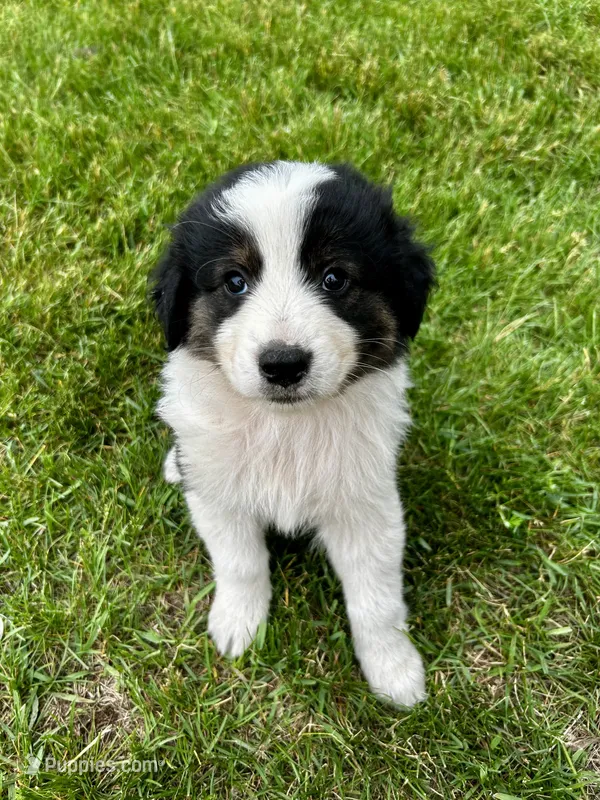 Plum – Australian Shepherd, Maremma Sheepdog puppy for sale in Motley, MN