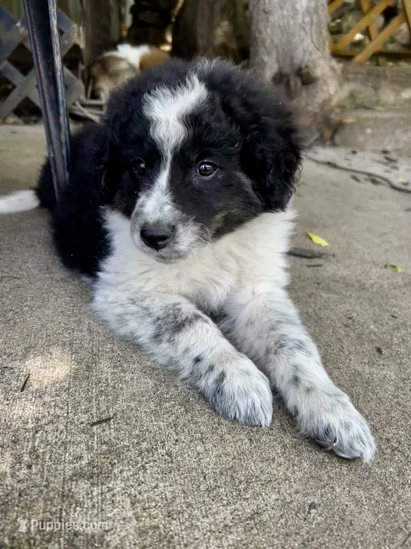 Pear  – Australian Shepherd, Maremma Sheepdog puppy for sale in Motley, MN