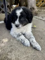 Pear , a female Australian Shepherd and Maremma Sheepdog for sale in Motley, MN – 1 of 1