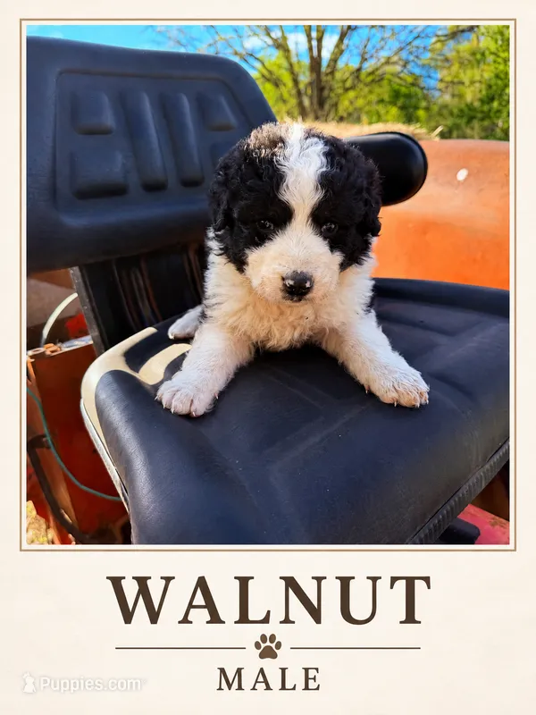 Walnut  – Australian Shepherd, Maremma Sheepdog puppy for sale in Motley, MN