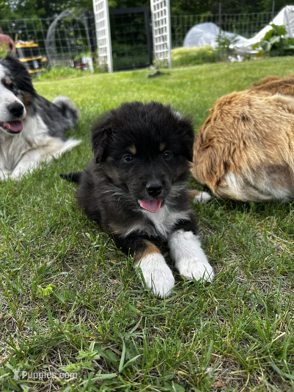 Totsie  – Australian Shepherd puppy for sale in Motley, MN
