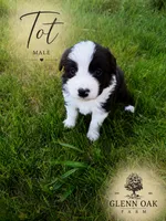 Tot, a male Australian Shepherd for sale in Motley, MN – 1 of 1
