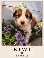 Kiwi, a female Australian Shepherd and Maremma Sheepdog for sale in Motley, MN – 1 of 1