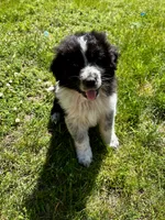 Pistachio, a male Australian Shepherd and Maremma Sheepdog for sale in Motley, MN – 3 of 3