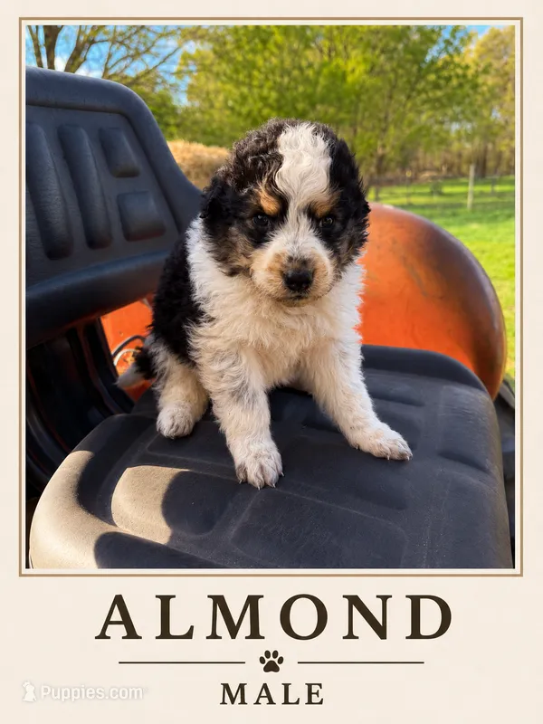 Almond  – Australian Shepherd, Maremma Sheepdog puppy for sale in Motley, MN