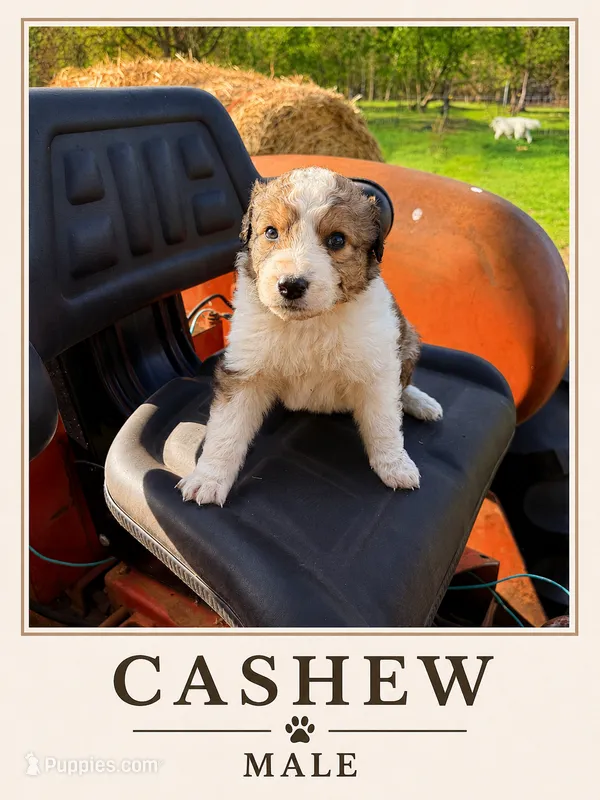 Cashew  – Australian Shepherd, Maremma Sheepdog puppy for sale in Motley, MN