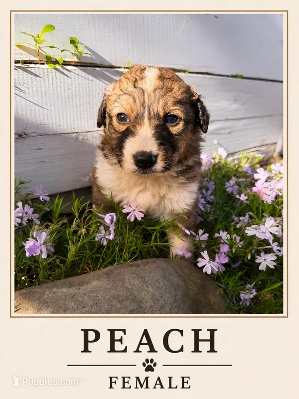 Peach – Australian Shepherd, Maremma Sheepdog puppy for sale in Motley, MN