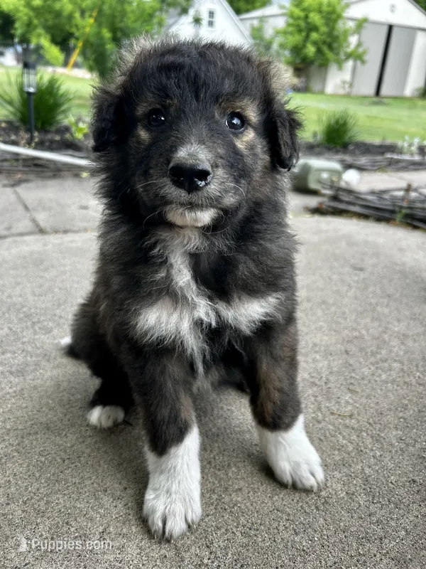 Peanut – Australian Shepherd, Maremma Sheepdog puppy for sale in Motley, MN