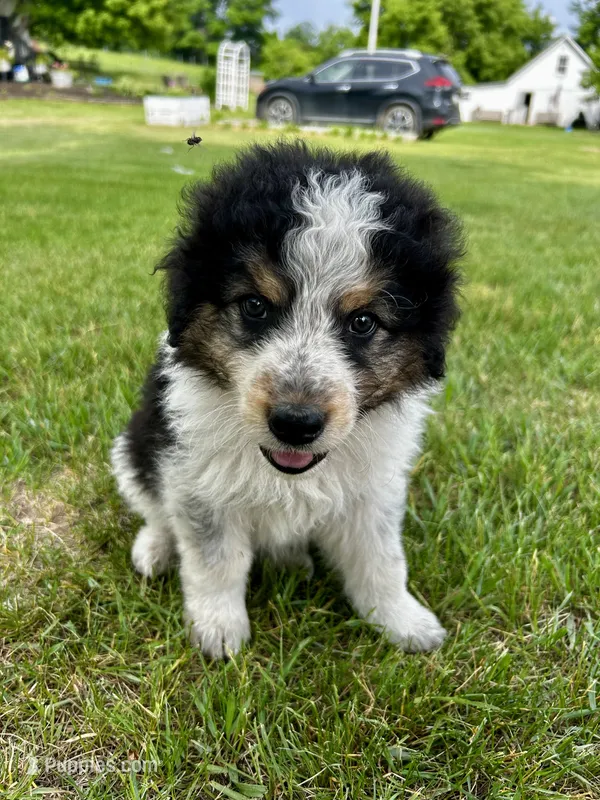 Almond  – Australian Shepherd, Maremma Sheepdog puppy for sale in Motley, MN