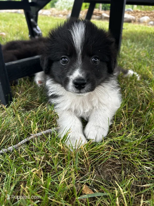 Spud  – Australian Shepherd puppy for sale in Motley, MN