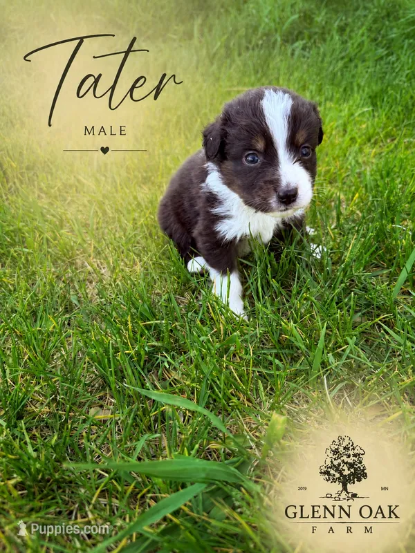 Tater – Australian Shepherd puppy for sale in Motley, MN