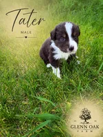 Tater, a male Australian Shepherd for sale in Motley, MN – 1 of 1