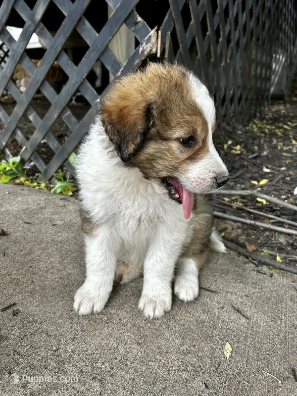 Cashew  – Australian Shepherd, Maremma Sheepdog puppy for sale in Motley, MN