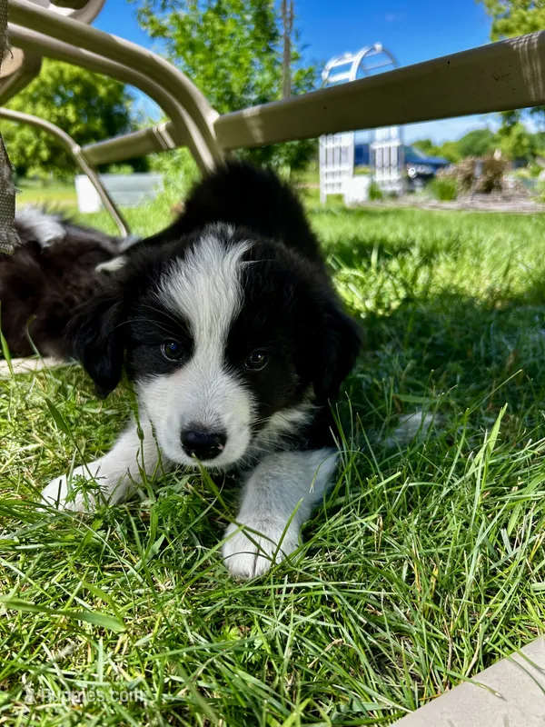 Tot – Australian Shepherd puppy for sale in Motley, MN
