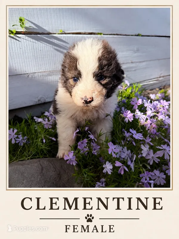 Clementine – Australian Shepherd, Maremma Sheepdog puppy for sale in Motley, MN