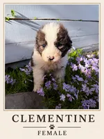 Clementine, a female Australian Shepherd and Maremma Sheepdog for sale in Motley, MN – 1 of 1