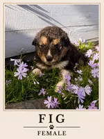 Fig, a female Australian Shepherd and Maremma Sheepdog for sale in Motley, MN – 1 of 1