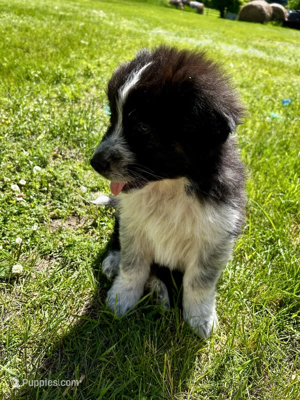 Pistachio – Australian Shepherd, Maremma Sheepdog puppy for sale in Motley, MN