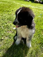 Pistachio, a male Australian Shepherd and Maremma Sheepdog for sale in Motley, MN – 1 of 3